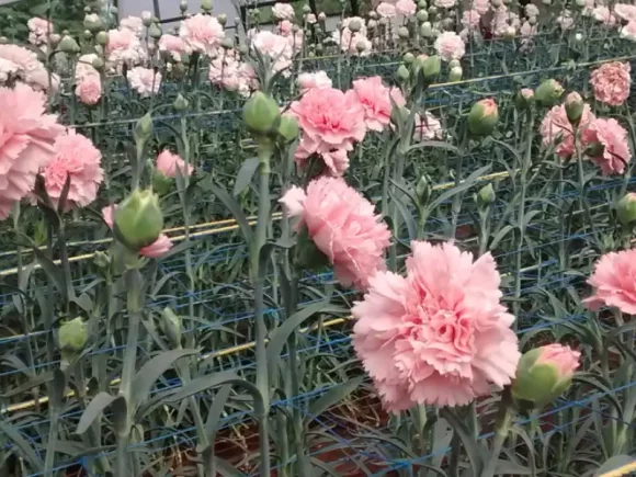 Flores en Chía: Belleza en el corazón Cundinamarqués
